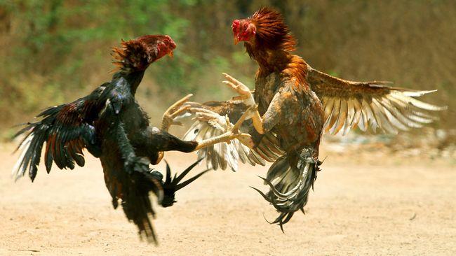 Ada Arena Judi Sabung Ayam di Areal Kebun Sawit Lempuing