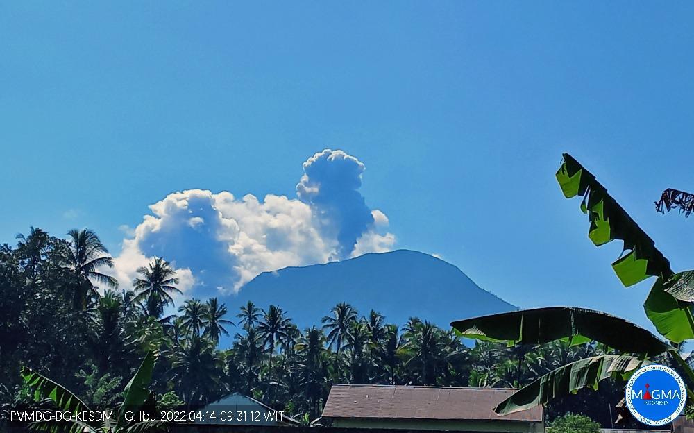 Erupsi, Gunung Ibu Muntahkan Abu Setinggi 800 Meter