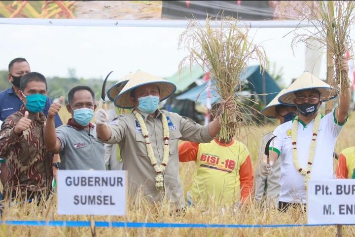 Genjot Produksi Beras, Herman Deru Panen Raya di Muara Enim