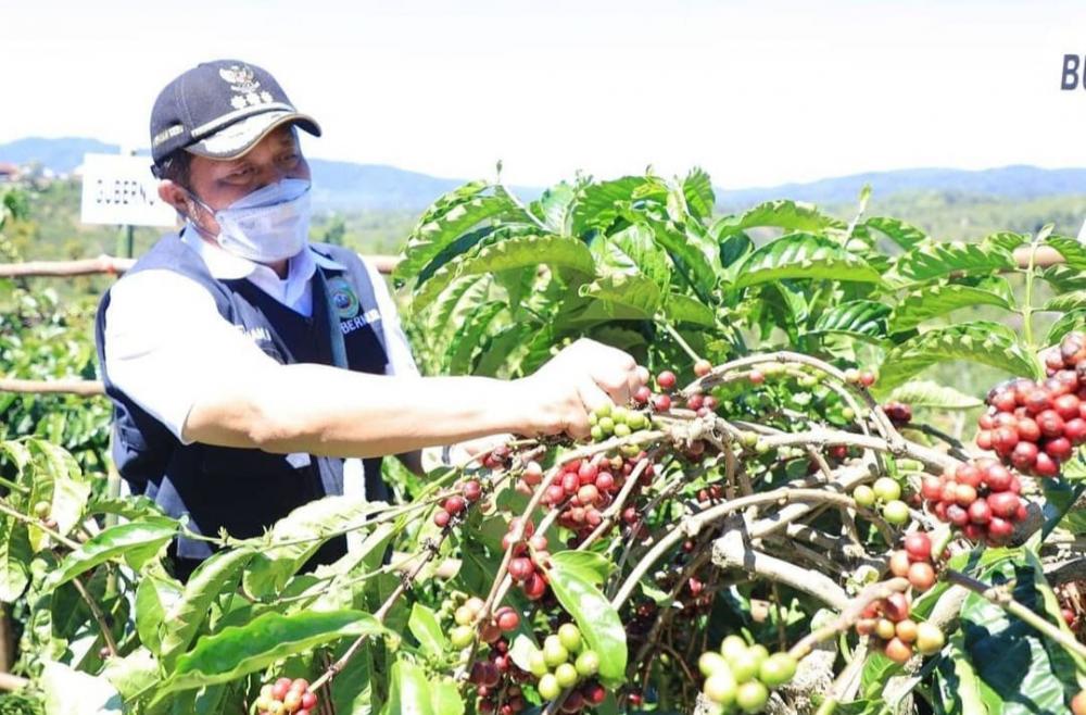 Gubernur HD Panen Kopi dan Padi di Semende