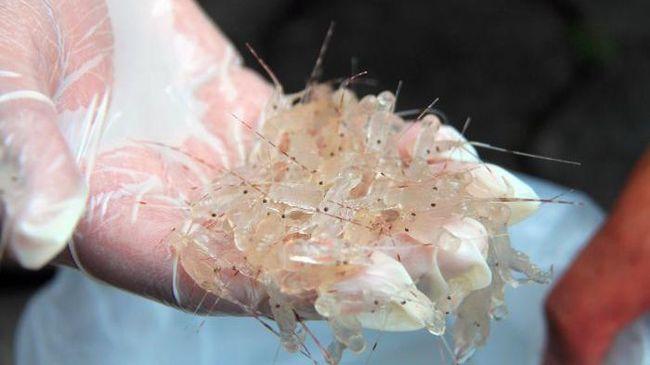 Polrestabes Palembang Sita Benih Lobster Senilai Rp13 M dan Dua Tersangka