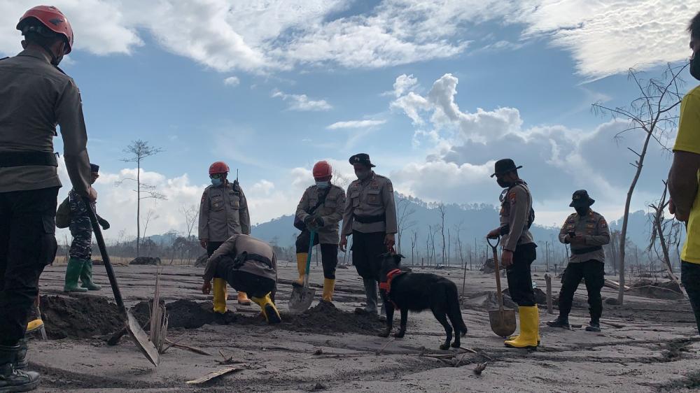 Update : Tim Gabungan Temukan Total 43 Korban Meninggal di Hari Kelima Pasca Erupsi Semeru