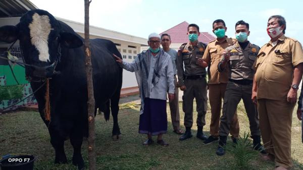 Bupati Ogan Ilir Panca Wijaya Akbar Kurban Sapi Limousin