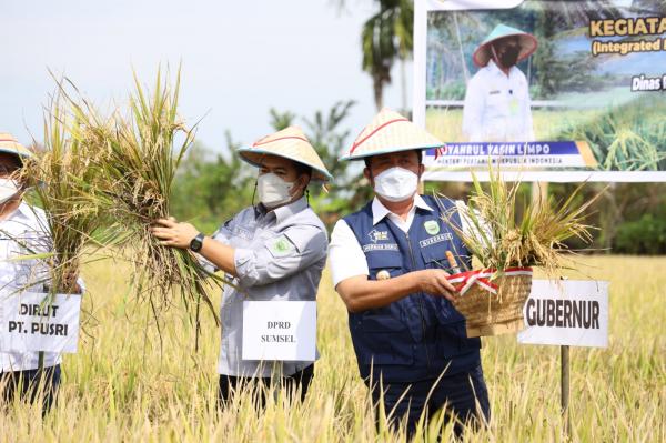 Gubernur Panen Raya Penangkaran Benih Padi di Banyuasin