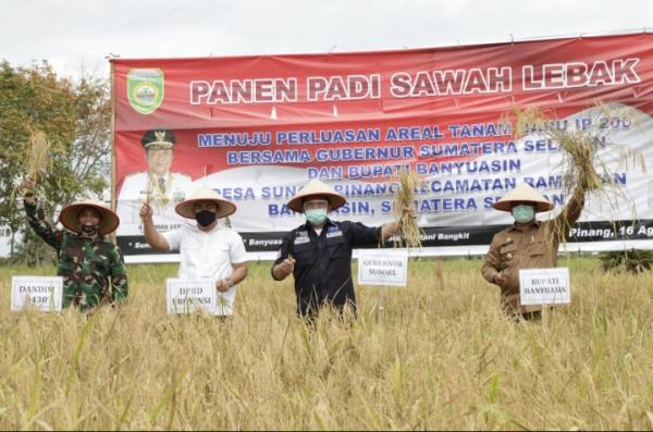 Hari Minggu Tetap Kerja, Herman Deru Panen Raya Padi Lebak