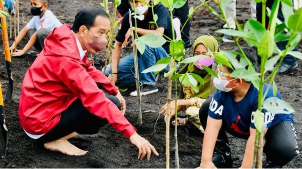 Presiden Jokowi : Rehabilitasi Mangrove Akan Terus Kita Lakukan